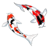 peces46.gif