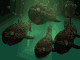 peces59.gif