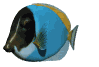peces84.gif