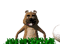 perritopradera04.gif