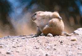 perritopradera10.gif