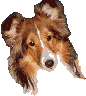 perros65.gif