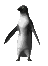 pinguino23.gif