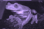 rana01.gif