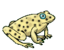 rana05.gif