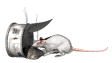 rata09.gif