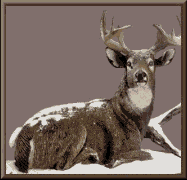 reno03.gif