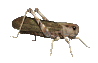 saltamontes01.gif