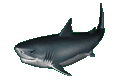 tiburon03.gif