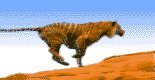 03.GIF