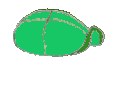 tortuga15.gif