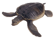tortuga16.gif