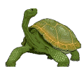 tortuga70.gif