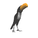 tucan05.gif