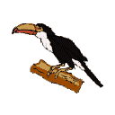 tucan06.gif