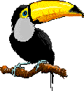 tucan11.gif