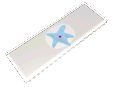 Ameba-05.gif