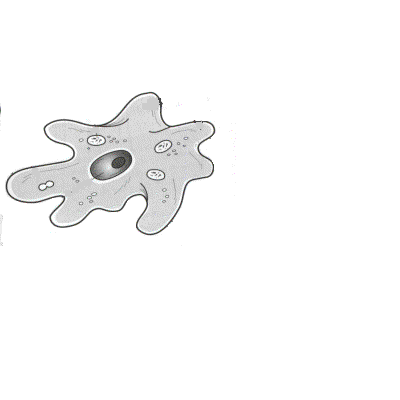 Ameba-06.gif