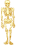 Anatomia-01.gif