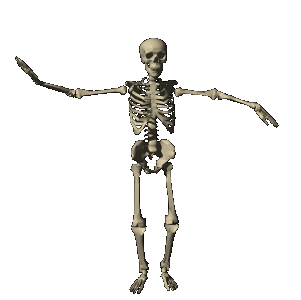 Anatomia-05.gif