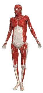 Anatomia-07.gif