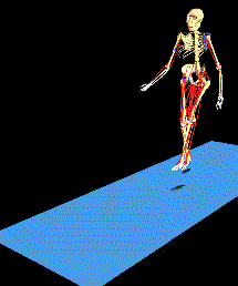 Anatomia-08.gif