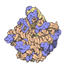 Ribosoma-04.gif