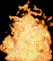Fuego-25.gif