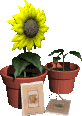 Jardin-18.gif