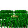 Jardin-23.gif