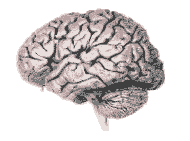 Cerebro-11.gif