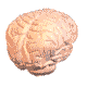 Cerebro-13.gif