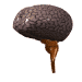 Cerebro-15.gif