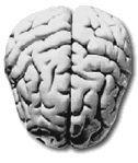 Cerebro-17.gif
