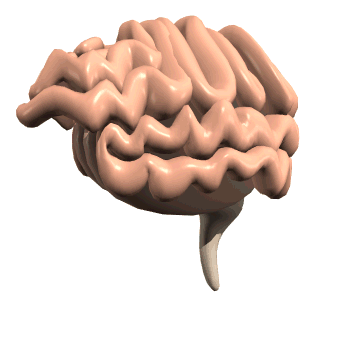 Cerebro-36.gif
