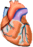 Corazon-04.gif