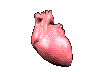Corazon-09.gif
