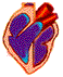 Corazon-11.gif