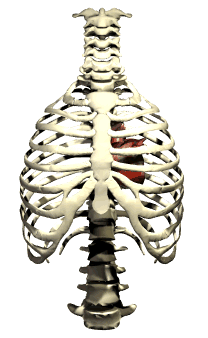 Corazon-12.gif