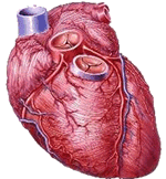 Corazon-14.gif