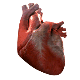 Corazon-16.gif