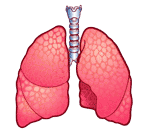 Pulmones-03.gif
