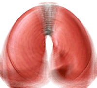 Pulmones-06.gif