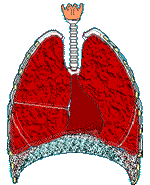 Pulmones-07.gif