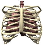 Pulmones-08.gif