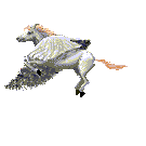 Pegaso-05.gif