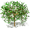 Arbol-11.gif
