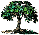Arbol-12.gif
