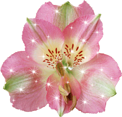Flores-29.gif