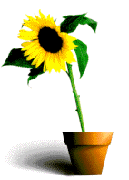 Girasol-11.gif